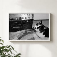 『猫の園があった』額装写真　A4サイズ