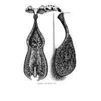 【9月5日(土)】ウツボカズラの植物画：作者 岡村 正治氏ギャラリートーク
