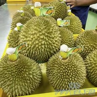 馬來西亞産 黑刺 榴槤  1.5～1.8kg S号 榴梿  マレーシア産  生ドリアン ブラックソーンD200 高級品種 小黑刺 Black Thorn Durian