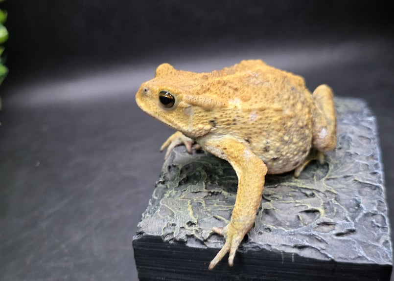 8 ミヤコヒキガエル 7.5cm スッキリ体型のオス 大東島産 | ワガママな