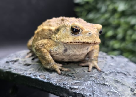 #4　ミヤコヒキガエル　7cm　ベビーフェイスなオス　大東島産