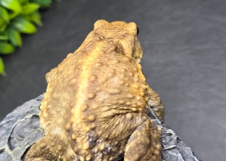 #4　ミヤコヒキガエル　7cm　ベビーフェイスなオス　大東島産
