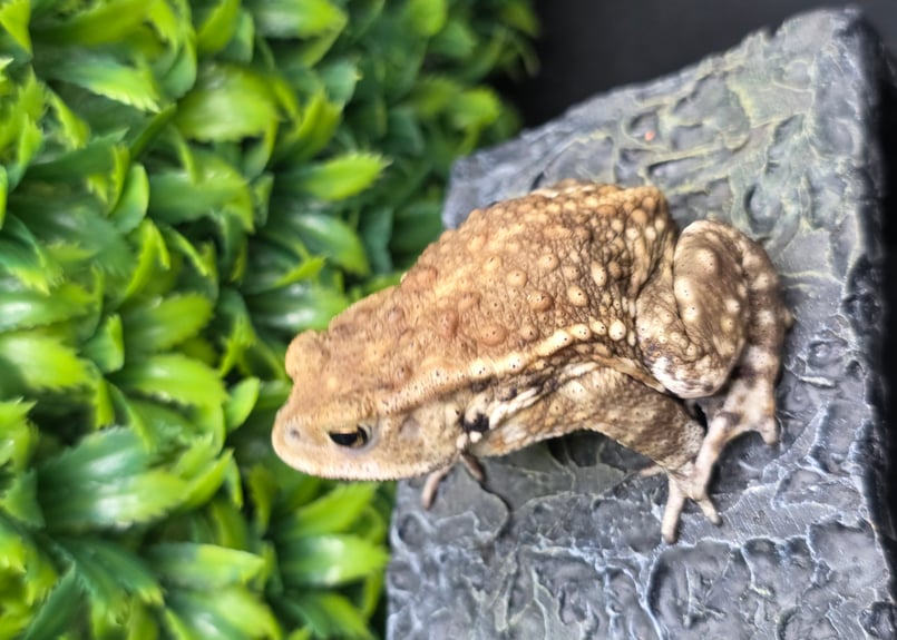 16 ミヤコヒキガエル 7cm モカのような色味がオスとしては珍しいオス