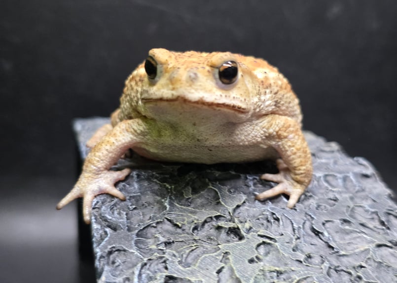 17 ミヤコヒキガエル 7cm コロンっとした体つきと淡い色味が可愛いメス
