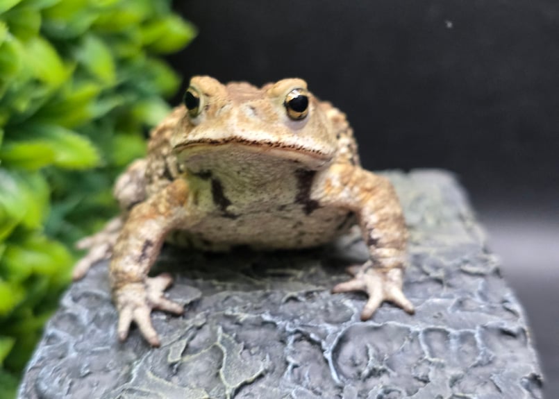 16 ミヤコヒキガエル 7cm モカのような色味がオスとしては珍しいオス
