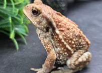 #18　ミヤコヒキガエル　7cm　これぞ王道カラーのメス　大東島産