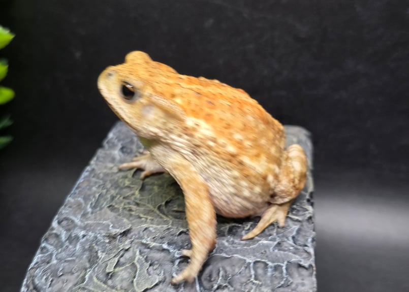 17 ミヤコヒキガエル 7cm コロンっとした体つきと淡い色味が可愛いメス