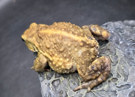 #4　ミヤコヒキガエル　7cm　ベビーフェイスなオス　大東島産