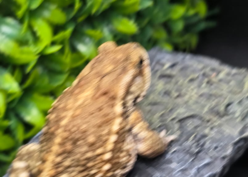16 ミヤコヒキガエル 7cm モカのような色味がオスとしては珍しいオス