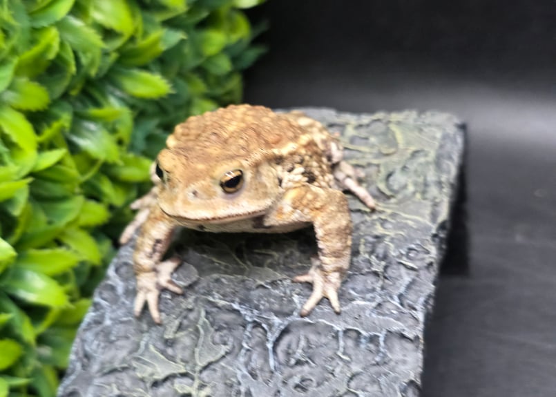 16 ミヤコヒキガエル 7cm モカのような色味がオスとしては珍しいオス