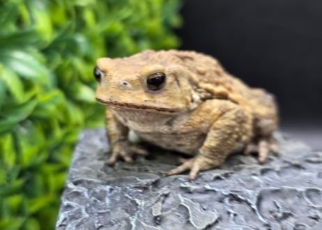 #4　ミヤコヒキガエル　7cm　ベビーフェイスなオス　大東島産