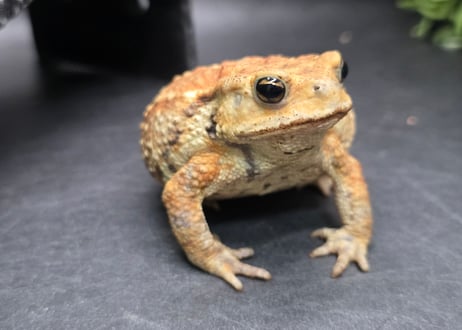 ワガママなガマママ
