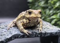 #19　ミヤコヒキガエル　6.5cm　ベビーフェイスなのに色柄はビターな子　大東島産