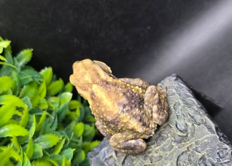 #3　ミヤコヒキガエル　5.5cm　色抜けが唯一無二の子　大東島産