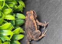 ★#2 アズマヒキガエル　CB 約4.5cm　1匹