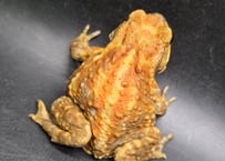 #10 ミヤコヒキガエル　6cm　渋い色抜けの子(たぶんメス？)　大東島産