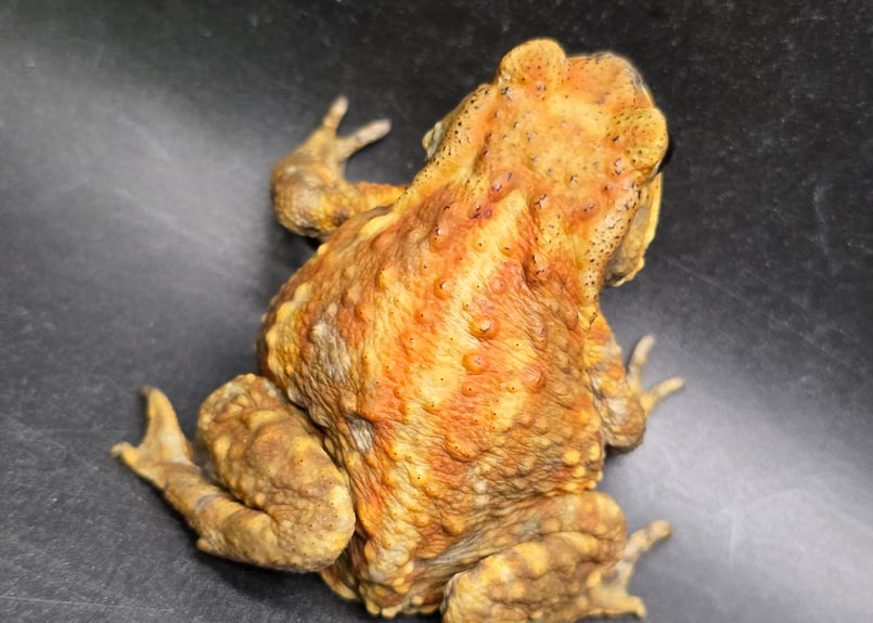 カエルの標本 ガラス製 約6cm ミヤコヒキガエル 10 ミヤコヒキガエル 6cm 渋い色抜けの子(たぶんメス？) 大東島産
