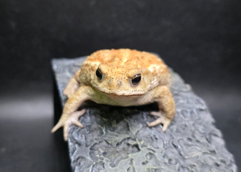17 ミヤコヒキガエル 7cm コロンっとした体つきと淡い色味が可愛いメス
