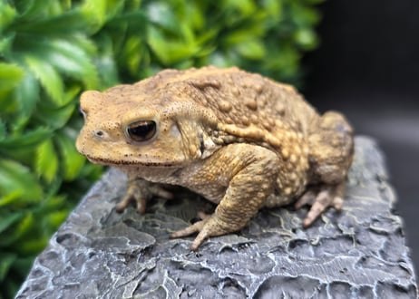 #4　ミヤコヒキガエル　7cm　ベビーフェイスなオス　大東島産