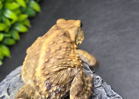 #4　ミヤコヒキガエル　7cm　ベビーフェイスなオス　大東島産