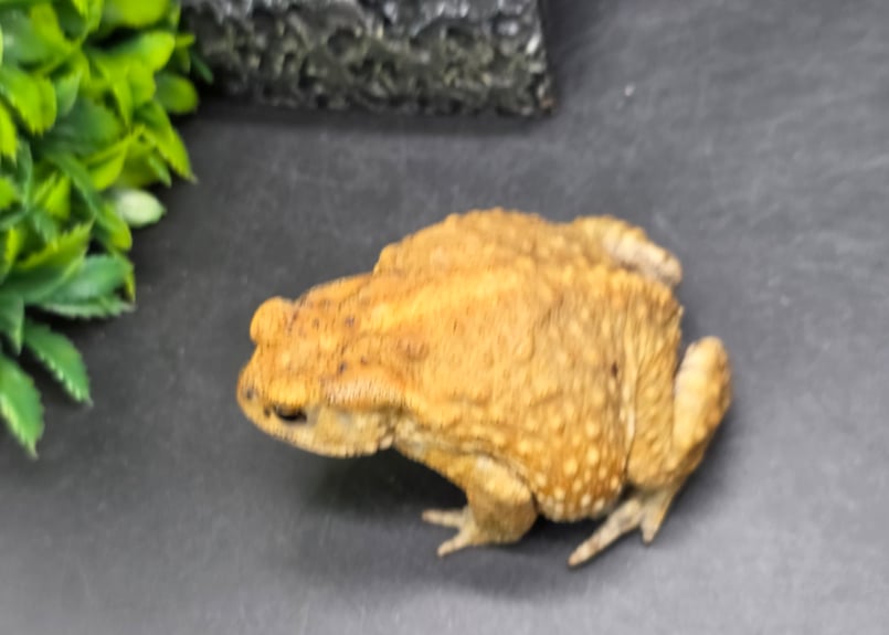 9 ミヤコヒキガエル 8cm 女の子顔のオス 大東島産 | ワガママなガマママ