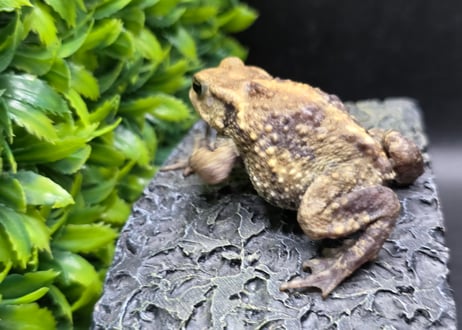 #3　ミヤコヒキガエル　5.5cm　色抜けが唯一無二の子　大東島産