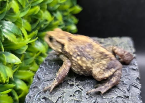 #3　ミヤコヒキガエル　5.5cm　色抜けが唯一無二の子　大東島産