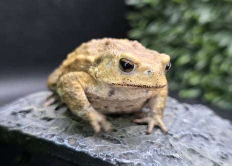#4　ミヤコヒキガエル　7cm　ベビーフェイスなオス　大東島産
