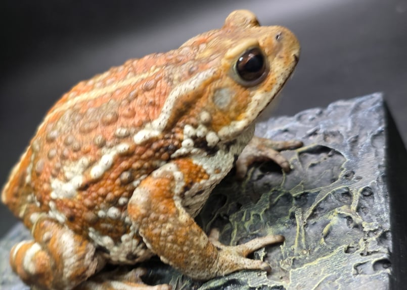 20 お取り置き🙇ミヤコヒキガエル 8cm 色の変化が楽しめるタイプで