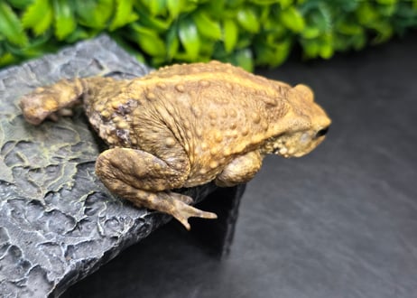 #4　ミヤコヒキガエル　7cm　ベビーフェイスなオス　大東島産