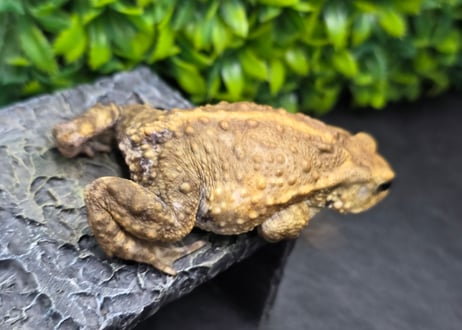 #4　ミヤコヒキガエル　7cm　ベビーフェイスなオス　大東島産