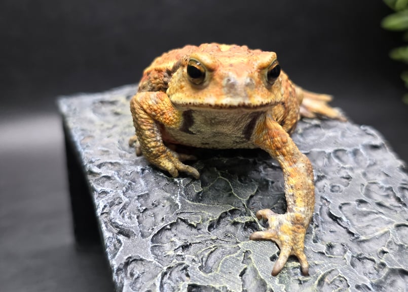 カエルの夫婦　大きいサイズ　インド 10 ミヤコヒキガエル 6cm 渋い色抜けの子(たぶんメス？) 大東島産
