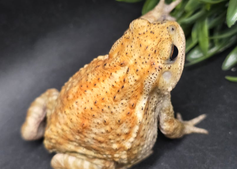 17 ミヤコヒキガエル 7cm コロンっとした体つきと淡い色味が可愛いメス