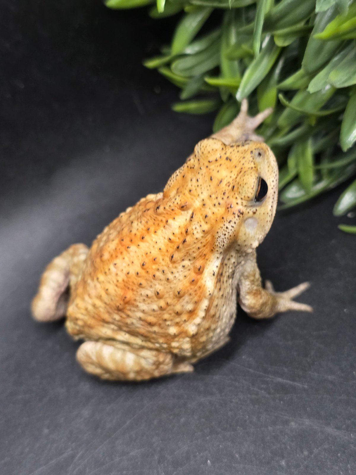 17 ミヤコヒキガエル 7cm コロンっとした体つきと淡い色味が可愛いメス