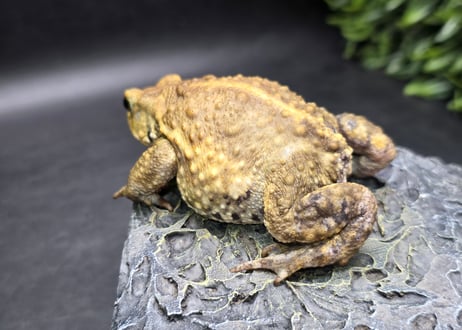 #4　ミヤコヒキガエル　7cm　ベビーフェイスなオス　大東島産