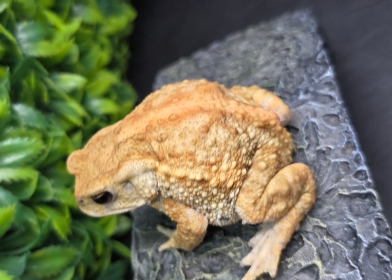 10 ミヤコヒキガエル 7cm ヒキガエルあるあるのクビレが可愛いメス 