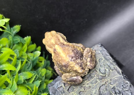 #3　ミヤコヒキガエル　5.5cm　色抜けが唯一無二の子　大東島産