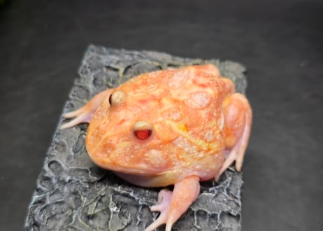 ★①クランウェルツノガエル　ミュータント　7cm