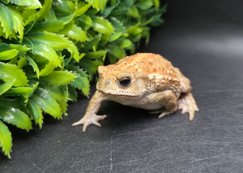 17 ミヤコヒキガエル 7cm コロンっとした体つきと淡い色味が可愛いメス