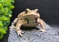 #16  ミヤコヒキガエル　7cm　モカのような色味がオスとしては珍しいオス　大東島産