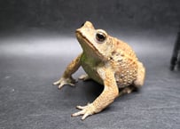 #13　ミヤコヒキガエル　7cm　見上げる顔が可愛いオス　大東島産