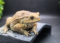#12   ミヤコヒキガエル　7.5cm　一見頑固そうだけどメスのようなどっしりしたキャラのオス　大東島産