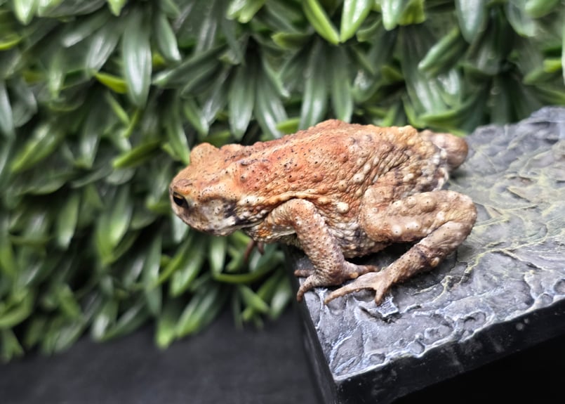 カエルの標本 ガラス製 約6cm ミヤコヒキガエル 19 ミヤコヒキガエル 6cm まだ小さめで色柄濃いめ 大東島産 | ワガママ
