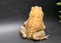 #11  ミヤコヒキガエル　7cm　シャイなメス　大東島産