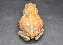 #13　ミヤコヒキガエル　6cm　　大東島産