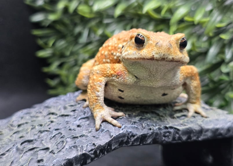 8 ミヤコヒキガエル 9cm お腹のぽっち模様が可愛いメス 大東島産
