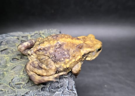 #3　ミヤコヒキガエル　5.5cm　色抜けが唯一無二の子　大東島産