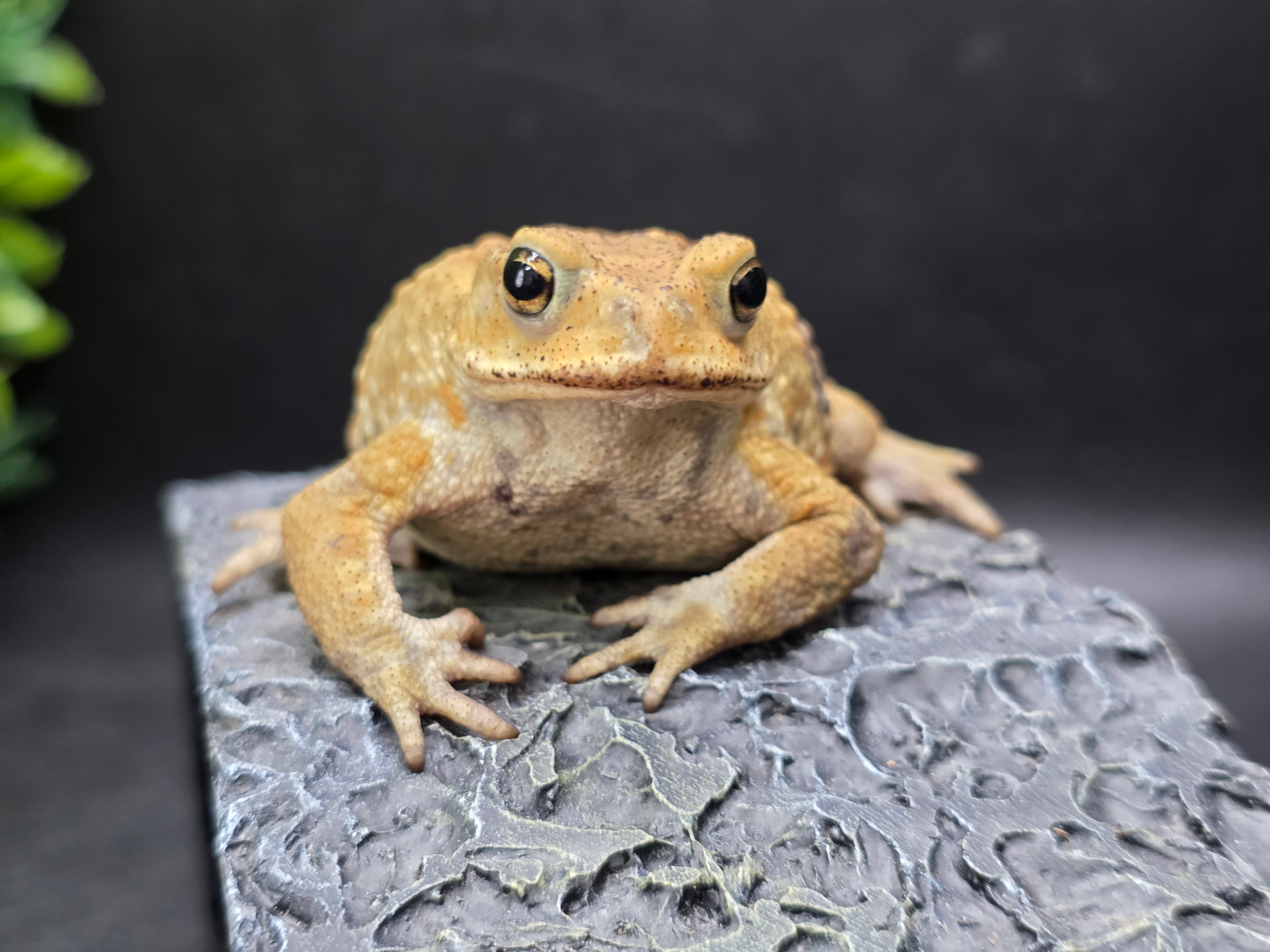 17 ミヤコヒキガエル 7cm 表情からもにじみ出るヤンチャタイプのオス