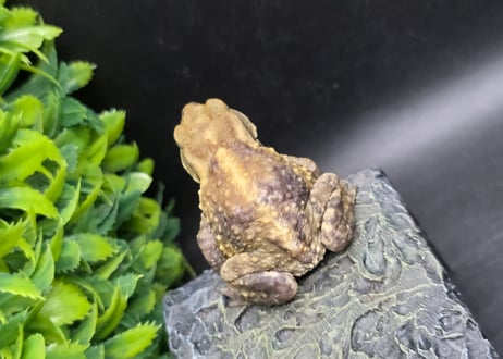 #3　ミヤコヒキガエル　5.5cm　色抜けが唯一無二の子　大東島産