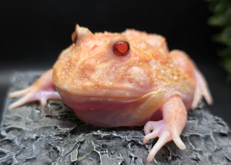 ★①クランウェルツノガエル　ミュータント　7cm
